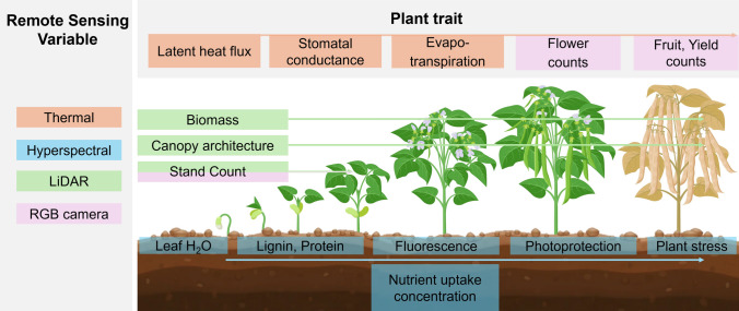 Integration of crop modeling and sensing into molecular breeding for nutritional quality and stress tolerance.