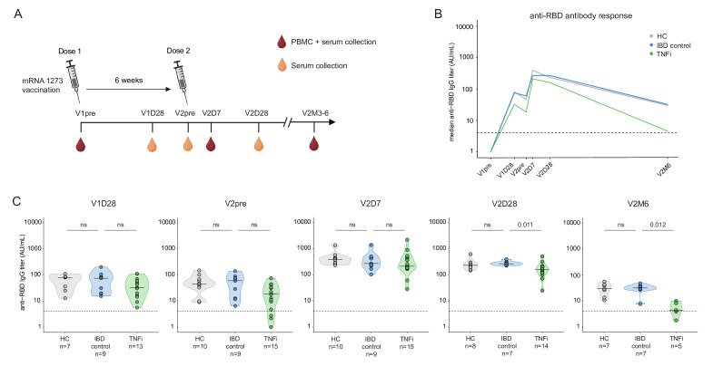 TNF inhibitors affect the induction and maintenance of spike-specific B-cell responses after mRNA vaccination.