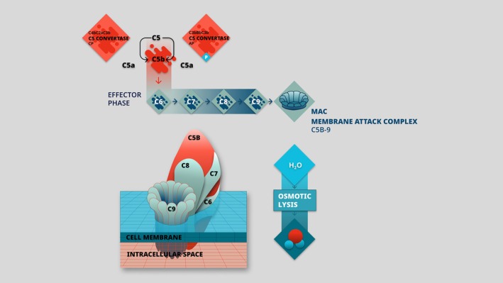 Endothelial Glycocalyx: The Missing Link Between Angiogenic Imbalance in Preeclampsia and Systemic Inflammation in HELLP Syndrome.