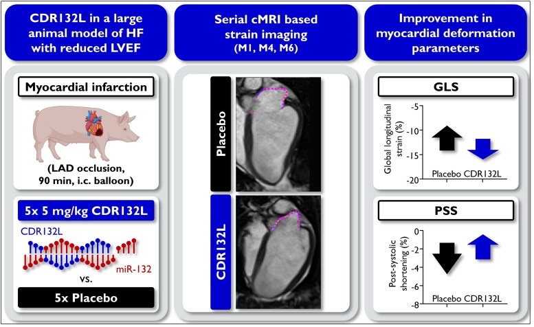 MiR-132 inhibition improves myocardial strain in a large animal model of chronic left ventricular adverse remodelling.