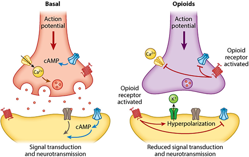 Expanding Horizons of Buprenorphine: A Comprehensive Narrative Review of Its Pharmacological Properties and Clinical Applications in Chronic Pain.