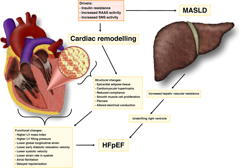 Metabolic dysfunction-associated steatotic liver disease and the heart.