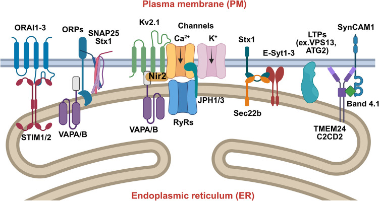 The complex web of membrane contact sites in brain aging and neurodegeneration.
