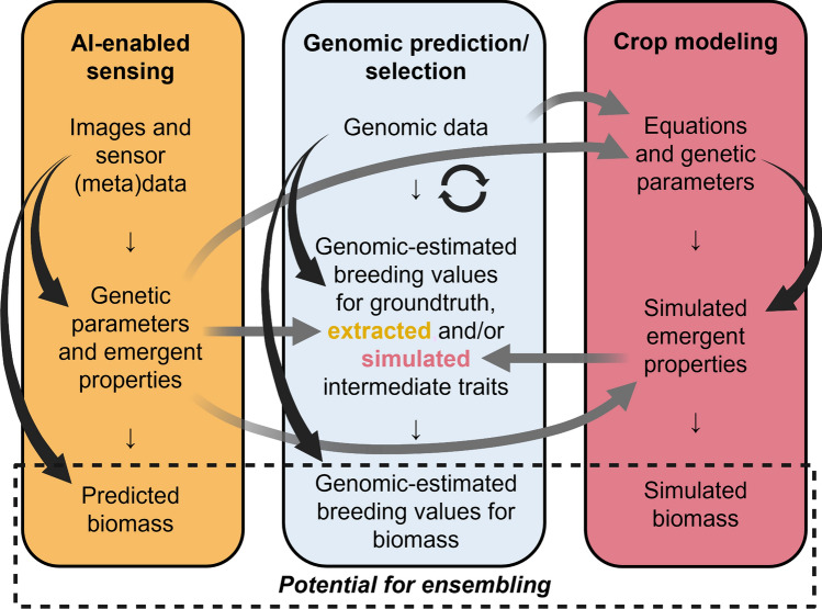 Integration of crop modeling and sensing into molecular breeding for nutritional quality and stress tolerance.