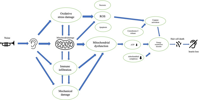 The effects of mitochondrial damage and energy metabolism disorders on the progression of noise-induced deafness and its treatment.