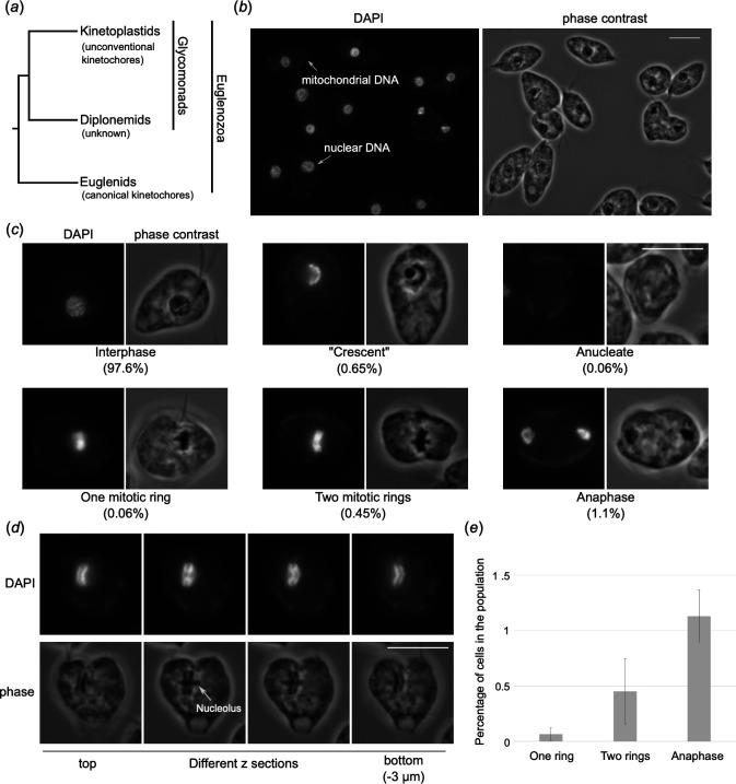 Discovery of unique mitotic mechanisms in <i>Paradiplonema papillatum</i>.
