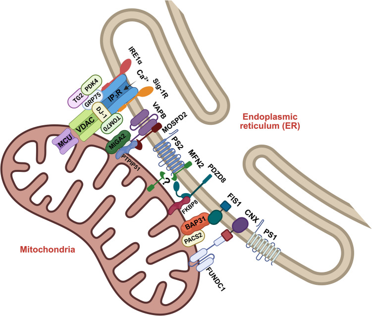 The complex web of membrane contact sites in brain aging and neurodegeneration.