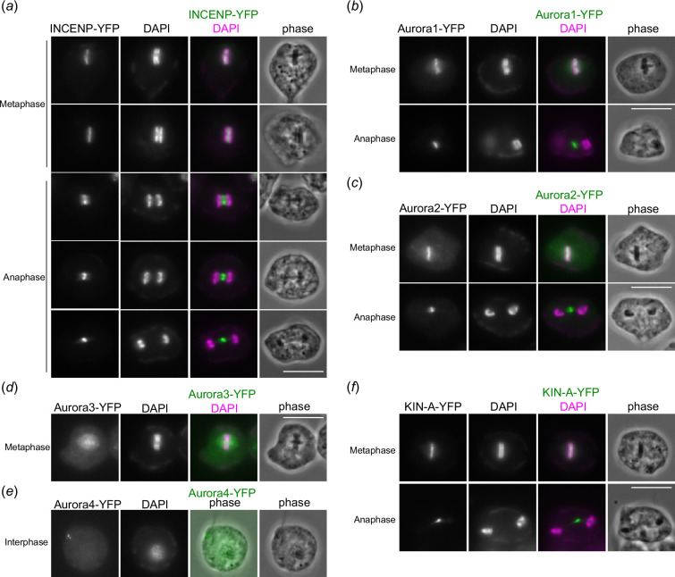 Discovery of unique mitotic mechanisms in <i>Paradiplonema papillatum</i>.