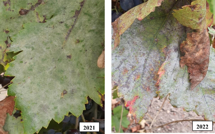 Comparative efficiency and residue levels of spraying programs against powdery mildew in grape varieties.
