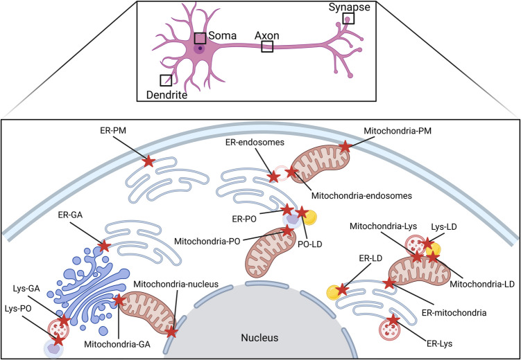 The complex web of membrane contact sites in brain aging and neurodegeneration.