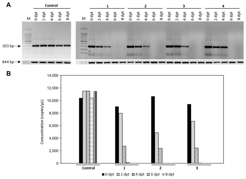 Inhibition of Hop Stunt Viroid by Exogenous Double-Stranded RNA in Micropropagated Grapevine Plantlets.