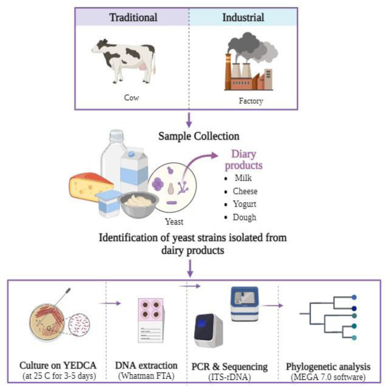 Molecular identification and phylogenetic analysis of yeast strains isolated from dairy products in Isfahan, Iran.