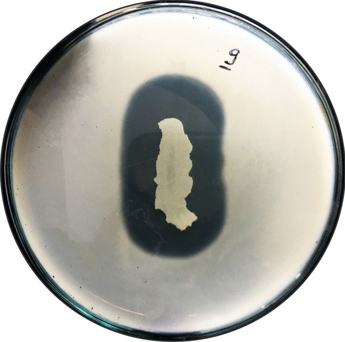 Characterization of Novel Pullulanase Type I from Newly Isolated Bacillus cereus Strain NP9: Potential Additive for Laundry Detergent Formulations