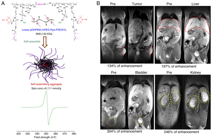Novel non‑metal‑based contrast agents for MR imaging: Emerging approaches and clinical perspectives (Review).