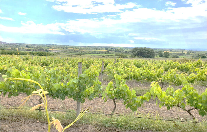 Comparative efficiency and residue levels of spraying programs against powdery mildew in grape varieties.
