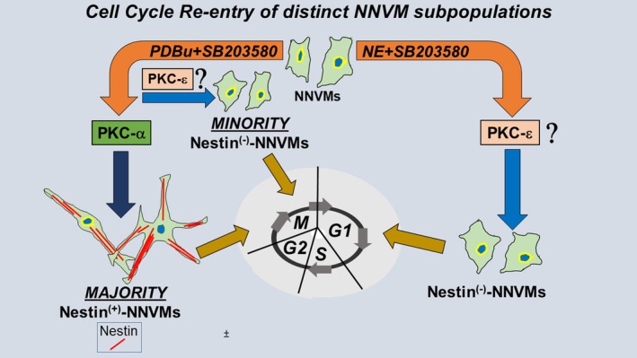 Norepinephrine inhibits cell cycle re-entry of neonatal rat ventricular cardiomyocytes characterized by the absence of de novo nestin expression.