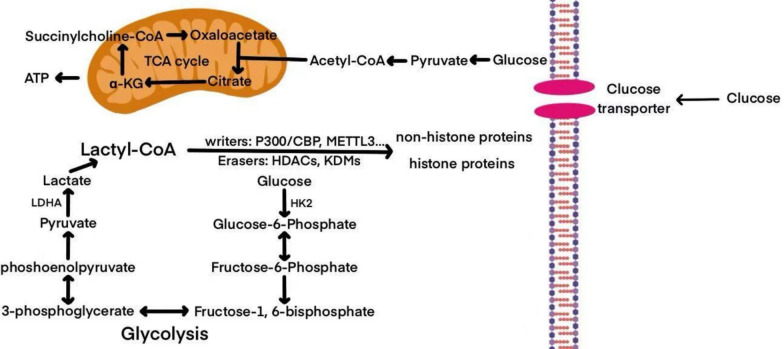 Lactylation modifications in urological diseases: molecular mechanisms and biological implications.