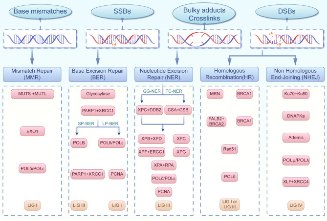 DNA damage response and cell fate decisions across the lifespan: from fetal development to age-related respiratory diseases.