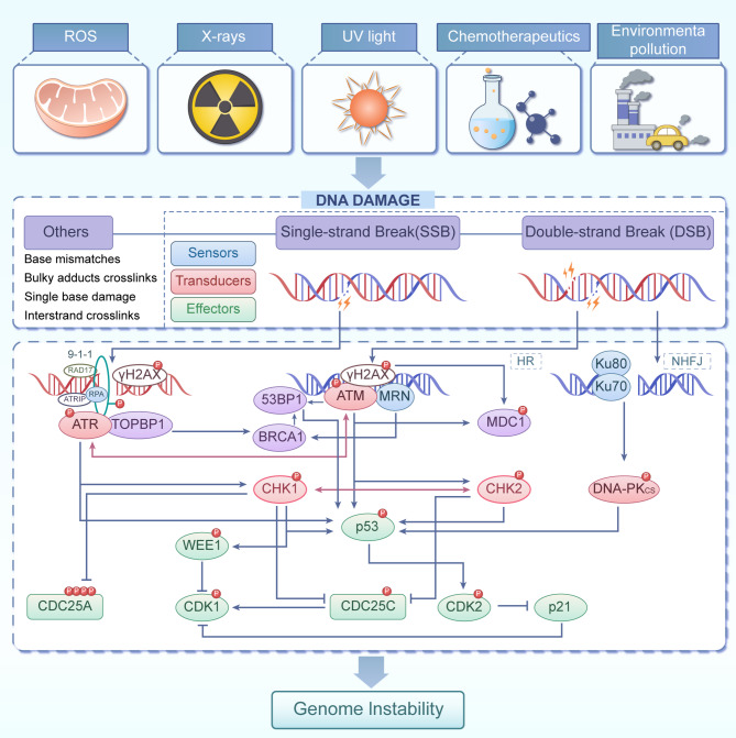 DNA damage response and cell fate decisions across the lifespan: from fetal development to age-related respiratory diseases.