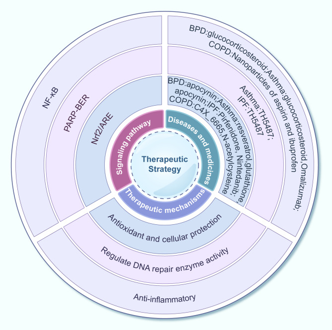DNA damage response and cell fate decisions across the lifespan: from fetal development to age-related respiratory diseases.