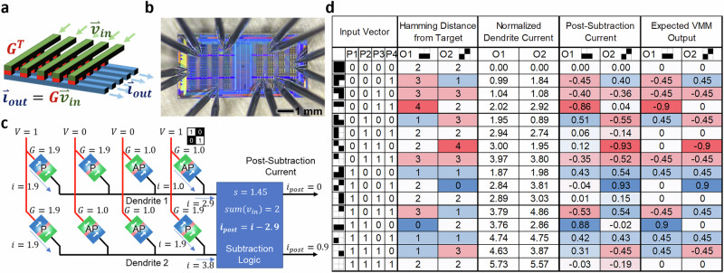 Neuromorphic Hebbian learning with magnetic tunnel junction synapses.
