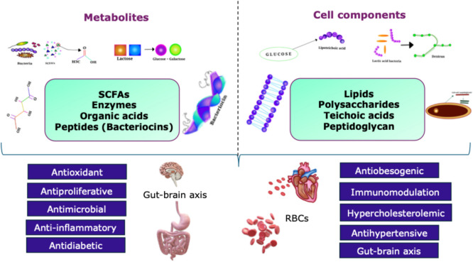 Postbiotics: an insightful review of the latest category in functional biotics.