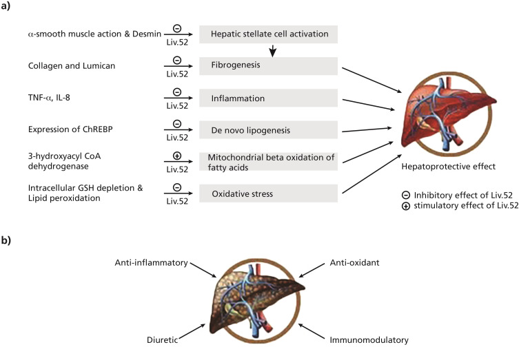 The Effect of Liv.52 DS in Metabolic Dysfunction-Associated Fatty Liver Disease (MAFLD): A Pilot, Randomized, Double-Blind, Placebo-Controlled, Clinical Study.