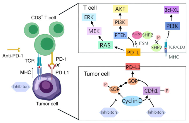 The regulatory role of CDK4/6 inhibitors in tumor immunity and the potential value of tumor immunotherapy (Review).