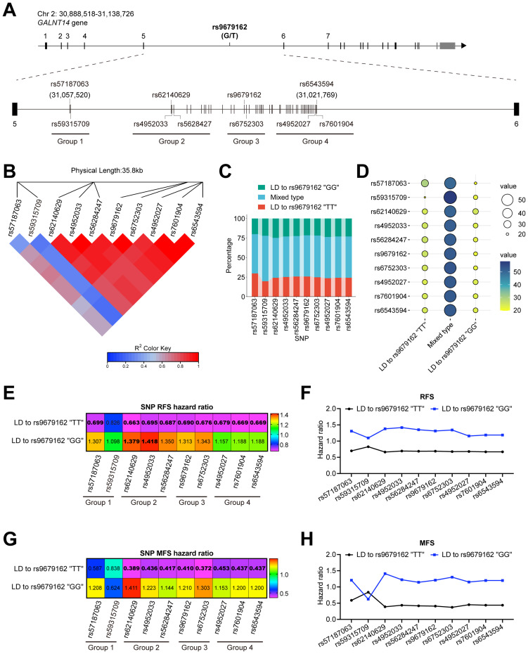 <i>GALNT14</i> Genetic Variants Harbor Differential Prognostic Values Linking to Distinct Macrophage Cell Types in Hepatocellular Carcinoma.
