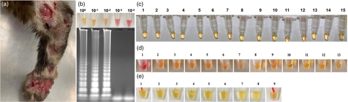 A novel approach for feline sporotrichosis pathogen detection based on loop-mediated isothermal amplification.