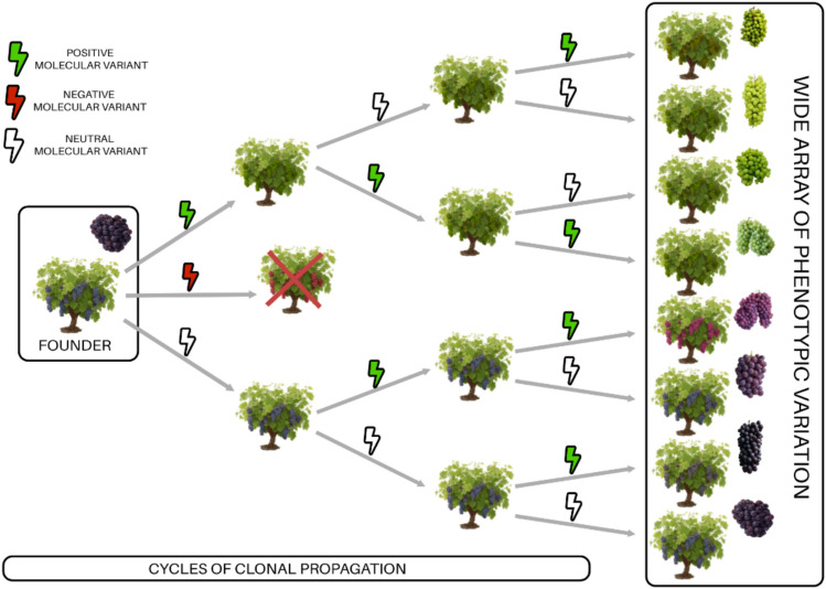 Harnessing clonal diversity in grapevine: from genomic insights to modern breeding applications.