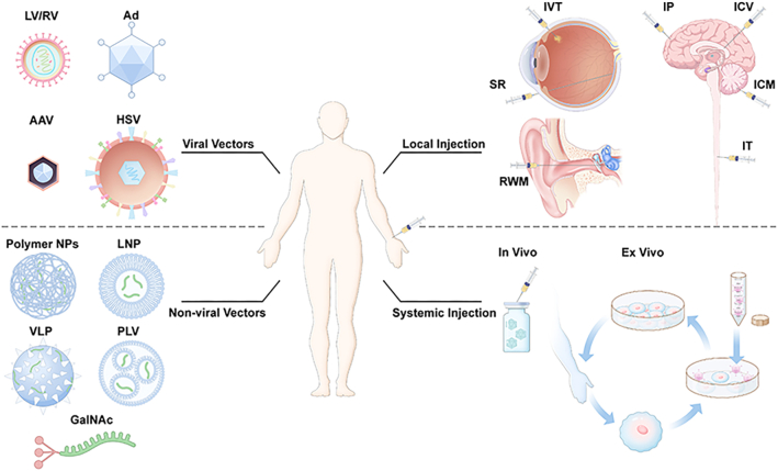 Viral and non-viral vectors in gene therapy: current state and clinical perspectives.