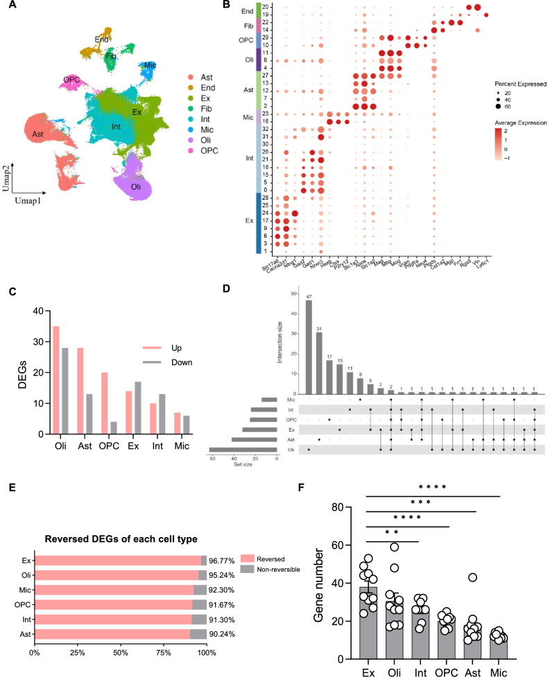Chronic stress in mice: how gut bacteria influence gene activity in key brain neurons.