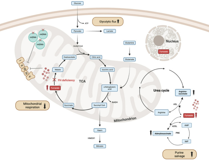 Targeting metabolic and epigenetic reprogramming in metastatic fumarate hydratase-deficient renal cell carcinoma.