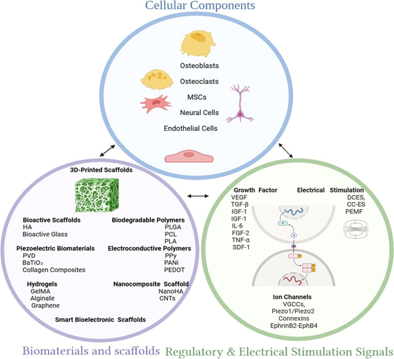 The role of electrical stimulation in bone regeneration: mechanistic insights and therapeutic advances.