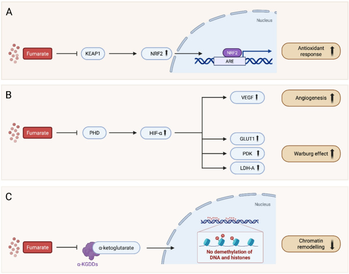Targeting metabolic and epigenetic reprogramming in metastatic fumarate hydratase-deficient renal cell carcinoma.