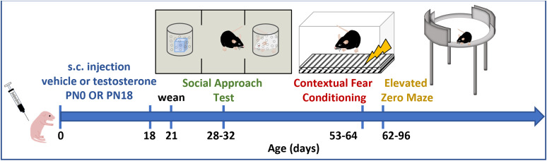 Excess Neonatal Testosterone Causes Male-Specific Social and Fear Memory Deficits in Wild-Type Mice.