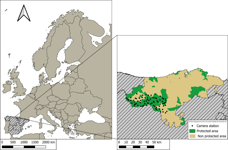 Biomass distribution of sympatric mammals in a European temperate forest.