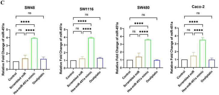 Investigating the potential role of miR-451a as a tumor suppressor in immunogenic cell death induction and dendritic cell maturation in colorectal cancer cell lines.