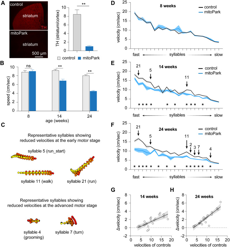 Subsecond Analysis of Locomotor Activity in Parkinsonian Mice.