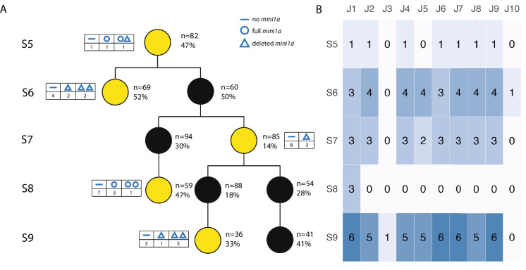 Sterility and structural variation in an arabidopsis pedigree carrying a ring minichromosome.