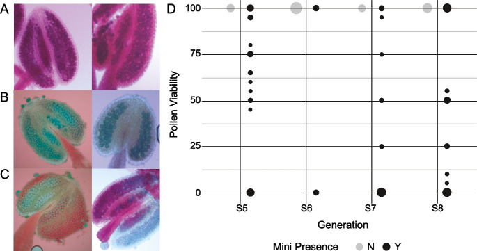 Sterility and structural variation in an arabidopsis pedigree carrying a ring minichromosome.