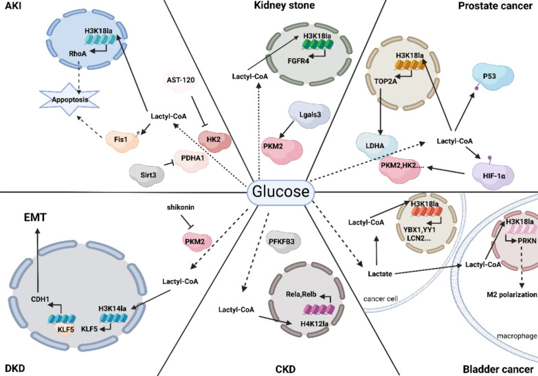 Lactylation modifications in urological diseases: molecular mechanisms and biological implications.