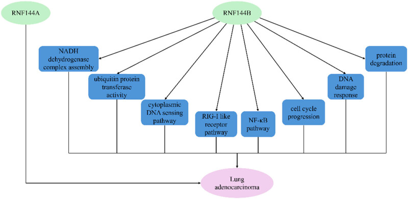 RNF144A and RNF144B: Important molecules for health.