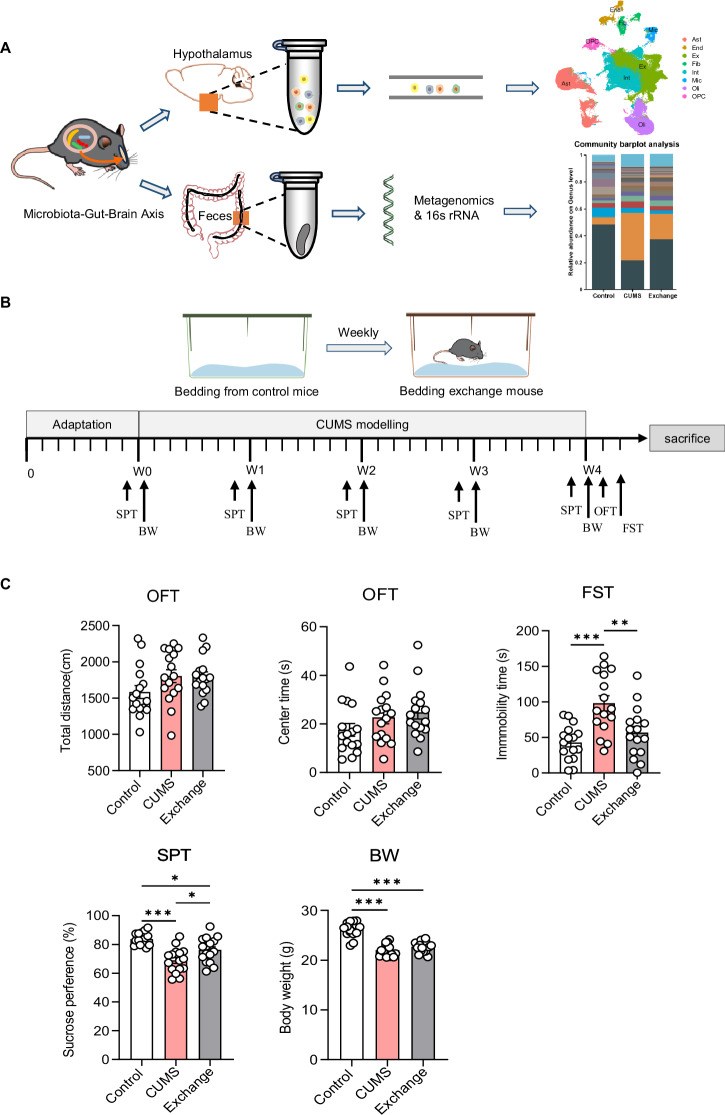 Chronic stress in mice: how gut bacteria influence gene activity in key brain neurons.