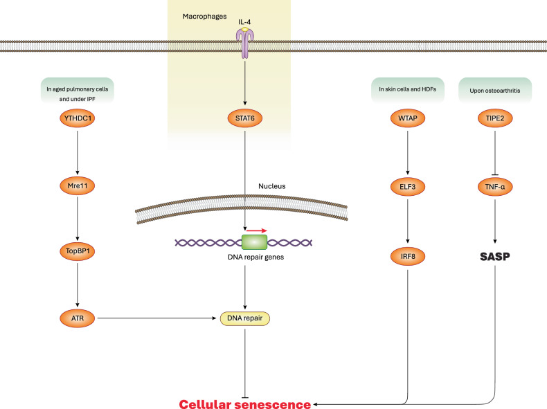 Hallmarks and mechanisms of cellular senescence in aging and disease.