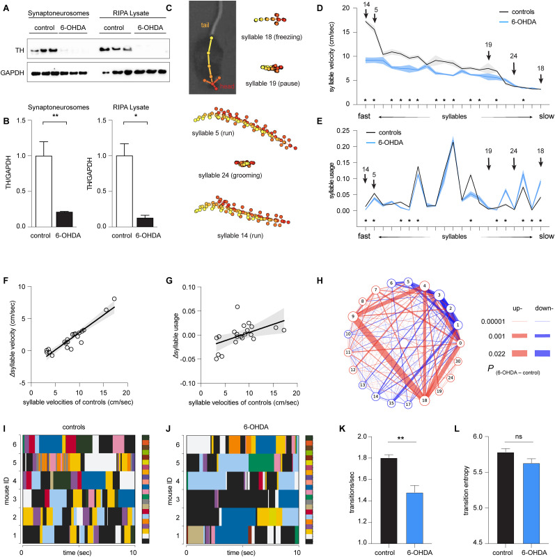 Subsecond Analysis of Locomotor Activity in Parkinsonian Mice.