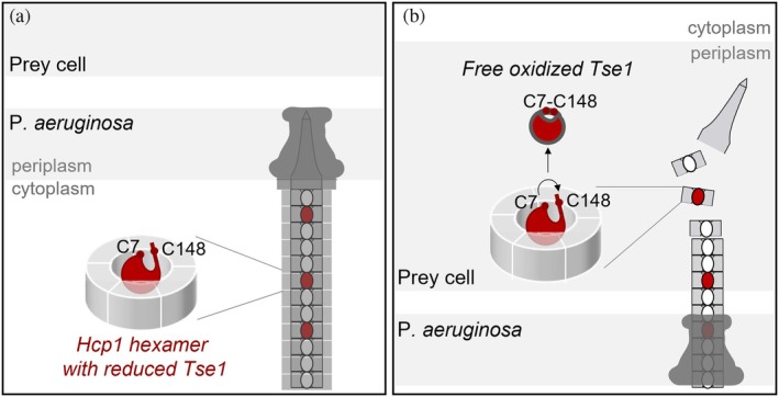 Two cysteines control Tse1 secretion by H1-T6SS in Pseudomonas aeruginosa.