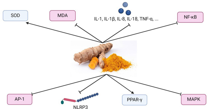 Curcumin as a promising therapeutic agent for diabetic neuropathy: from molecular mechanisms to functional recovery.
