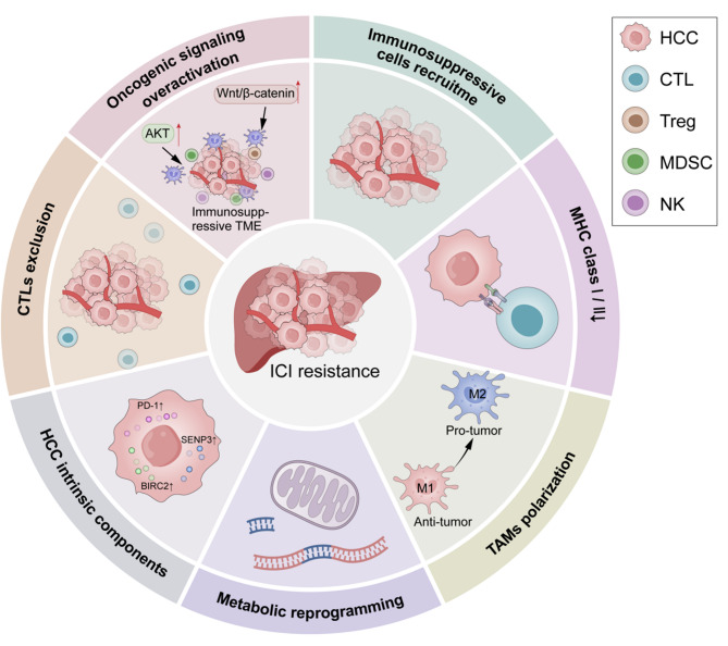 Targeting tumor-associated macrophages to overcome immune checkpoint inhibitor resistance in hepatocellular carcinoma.